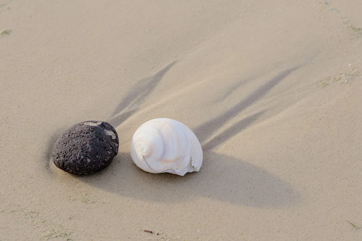 Een donkere kiezel en een lichte schelp naast elkaar in het zand